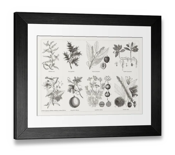 Framed Print : Useful and medicinal plants, wood engravings, published in 1893 Framed Print : Useful and medicinal plants, wood engravings, published in 1893