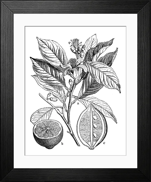 Framed Print : Botany plants antique engraving illustration: Citrus limon (lemon) Framed Print : Botany plants antique engraving illustration: Citrus limon (lemon)