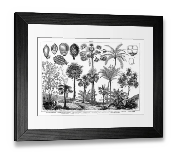 Framed Print : Old engraved illustration of Palms. Antique Illustration, Popular Encyclopedia Published 1894. Copyright has expired on this artwork Framed Print : Old engraved illustration of Palms. Antique Illustration, Popular Encyclopedia Published 1894. Copyright has expired on this artwork