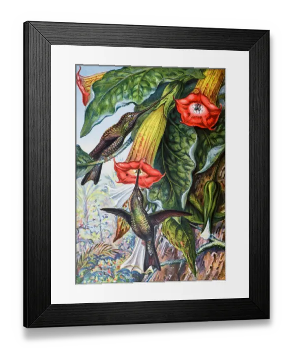 Framed Print : Antique colored illustrations: Hummingbird fertilising a Brugmansia Framed Print : Antique colored illustrations: Hummingbird fertilising a Brugmansia
