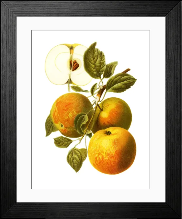 Framed Print : Apples. Antique illustration of a apple, isolated on white background Framed Print : Apples. Antique illustration of a apple, isolated on white background