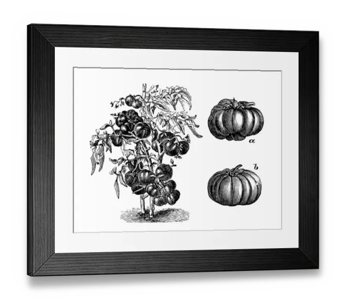 Framed Print : Antique illustration of large early red tomato Framed Print : Antique illustration of large early red tomato