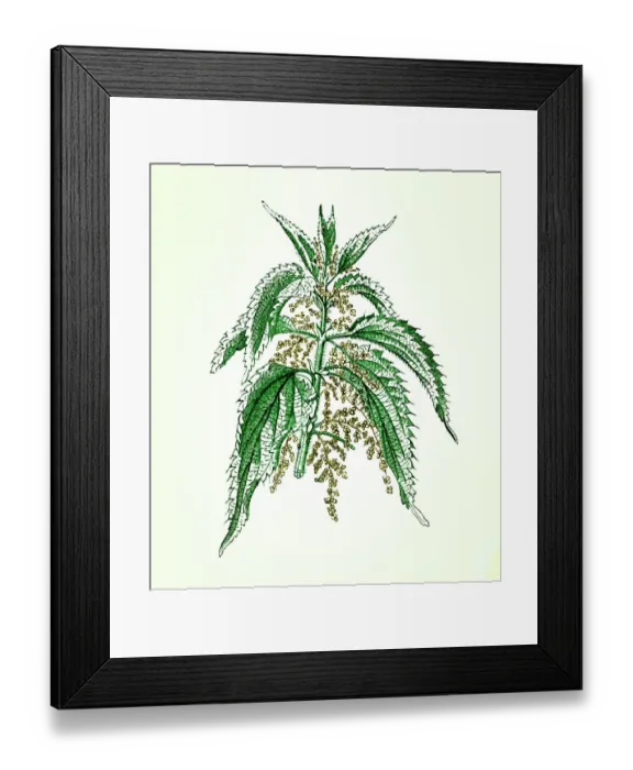 Framed Print : Old engraved illustration of a Common Nettle (Urtica dioica) Framed Print : Old engraved illustration of a Common Nettle (Urtica dioica)
