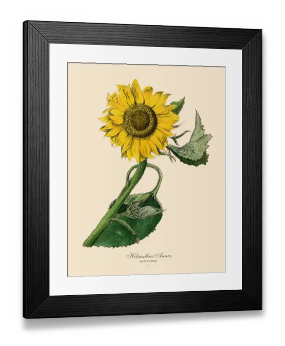 Framed Print : Helianthus annus, Sunflower Plants, Victorian Botanical Illustration Framed Print : Helianthus annus, Sunflower Plants, Victorian Botanical Illustration