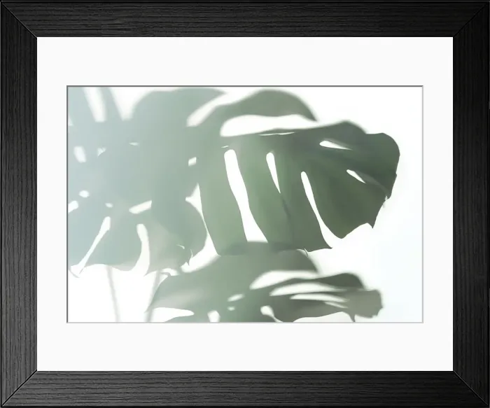 Framed Print : Trendy Shadow of Tropical leaves of Monstera Philodendron on white background, isolated Framed Print : Trendy Shadow of Tropical leaves of Monstera Philodendron on white background, isolated