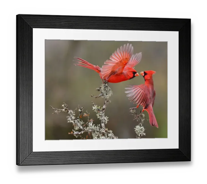 Framed Print : Face to face in South Texas Framed Print : Face to face in South Texas
