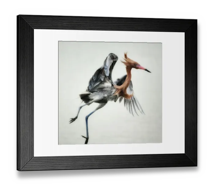 Framed Print : Reddish egret jumping in shallow waters Framed Print : Reddish egret jumping in shallow waters