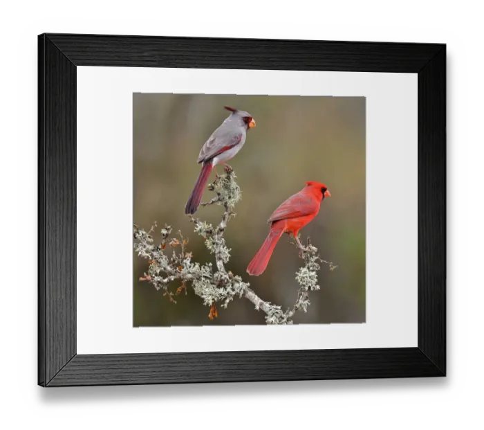 Framed Print : Cousins in the species tree