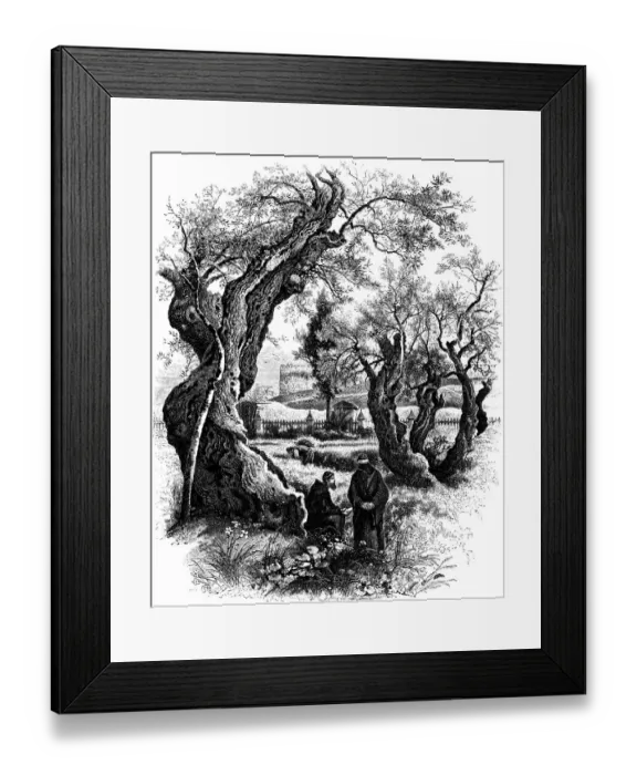 Framed Print : garden of Gethsemane Framed Print : garden of Gethsemane