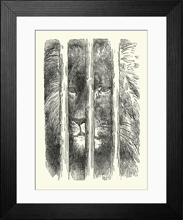 Framed Print : Don Quixote - The Caged Lion Framed Print : Don Quixote - The Caged Lion