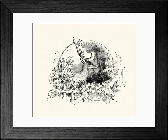 Framed Print : La Fontaines Fables - The Stag Framed Print : La Fontaines Fables - The Stag