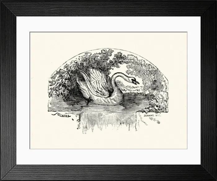 Framed Print : La Fontaines Fables - Swan and the Cook Framed Print : La Fontaines Fables - Swan and the Cook