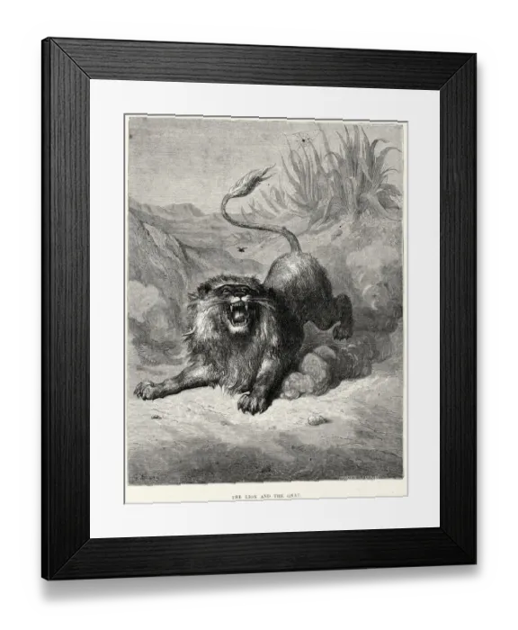 Framed Print : La Fontaines Fables - The Lion and the Gnat Framed Print : La Fontaines Fables - The Lion and the Gnat