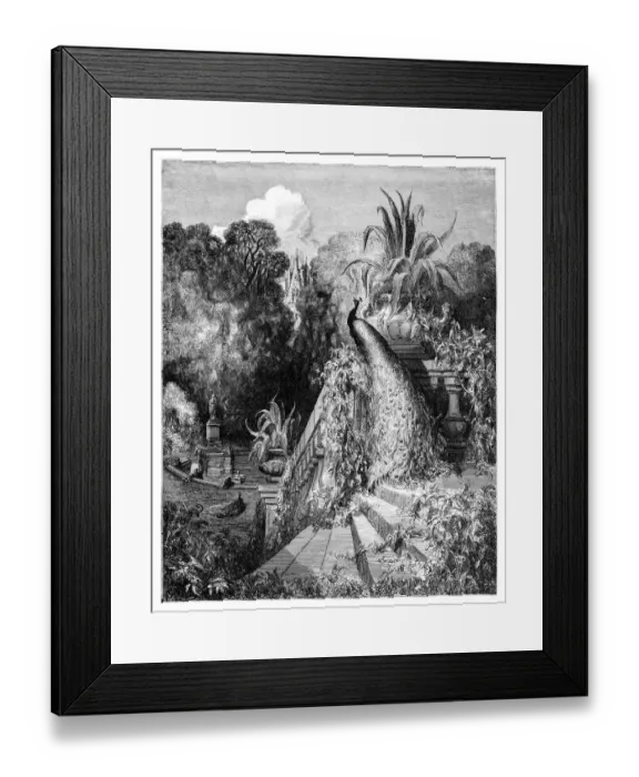 Framed Print : The peacock complaining to Juno Framed Print : The peacock complaining to Juno