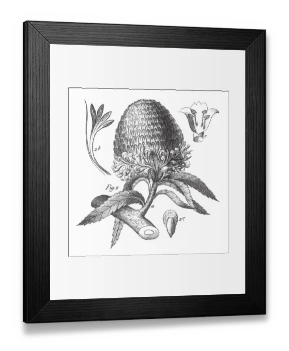 Framed Print : Banksia Serrata, Cultivated Plants from Diverse Families; Ornamental, Edible, or Medicinal Engraving Antique Illustration, Published 1851 Framed Print : Banksia Serrata, Cultivated Plants from Diverse Families; Ornamental, Edible, or Medicinal Engraving Antique Illustration, Published 1851