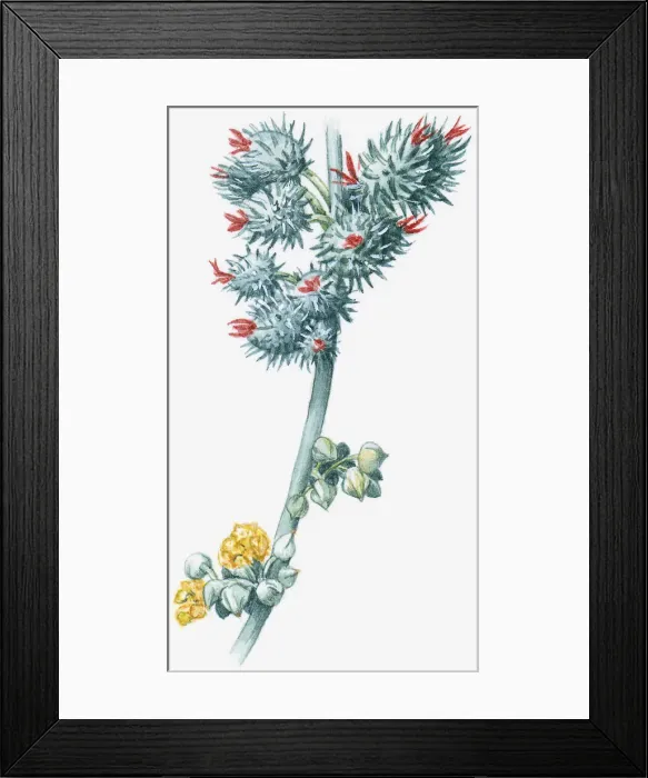 Framed Print : Illustration of Ricinus communis (Castor Oil Plant), with red and yellow flowers and green leaves Framed Print : Illustration of Ricinus communis (Castor Oil Plant), with red and yellow flowers and green leaves