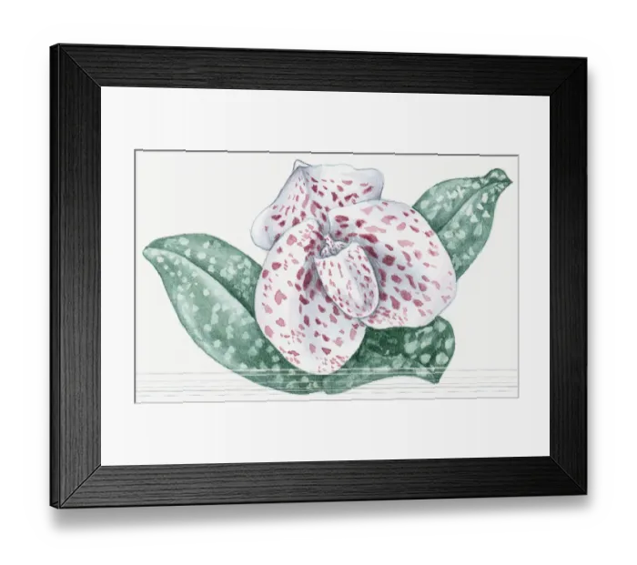 Framed Print : Illustration of Paphiopediulum bellatulum (Ladys Slipper) orchid with pink spotted white flower and white spotted green leaves Framed Print : Illustration of Paphiopediulum bellatulum (Ladys Slipper) orchid with pink spotted white flower and white spotted green leaves