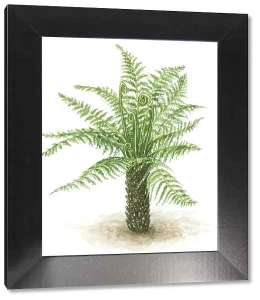 Illustration of fern with green leaves, fronds and thick trunk