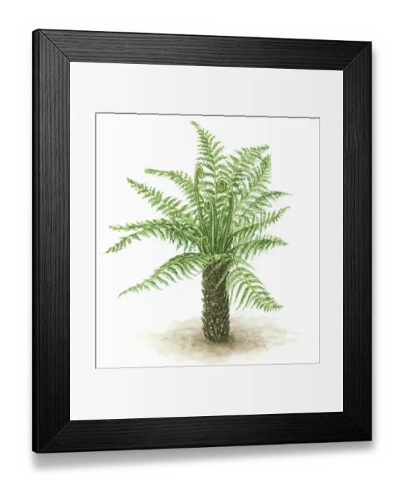 Framed Print : Illustration of fern with green leaves, fronds and thick trunk Framed Print : Illustration of fern with green leaves, fronds and thick trunk