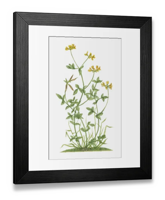 Framed Print : Illustration of Lotus corniculatus (Birds Foot Trefoil) with yellow flowers and pea-like pods on long stems with green leaves Framed Print : Illustration of Lotus corniculatus (Birds Foot Trefoil) with yellow flowers and pea-like pods on long stems with green leaves