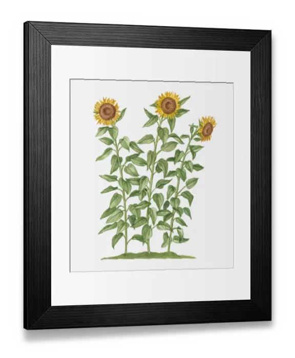 Framed Print : Illustration of Helianthus annuus (Sunflower) bearing large yellow flowers on long stems
