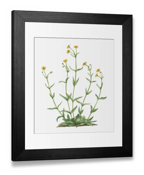 Framed Print : Illustration of Arnica montana (Leopards Bane) bearing yellow flowers on tall stems Framed Print : Illustration of Arnica montana (Leopards Bane) bearing yellow flowers on tall stems