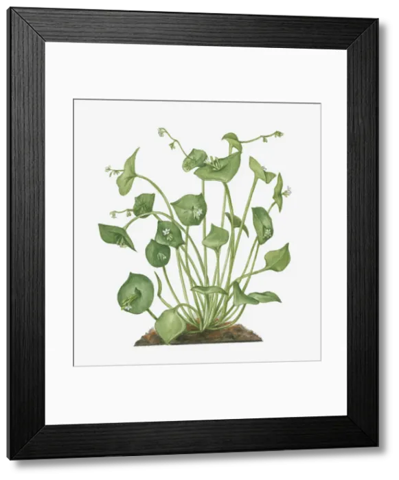 Framed Print : Illustration of Claytonia perfoliata (Winter Purslane) bearing small white flowers and green buds on long stems with green leaves Framed Print : Illustration of Claytonia perfoliata (Winter Purslane) bearing small white flowers and green buds on long stems with green leaves