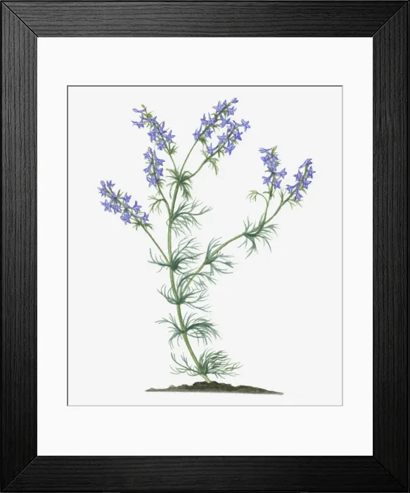 Framed Print : Illustration of Consolida ajacis syn. Consolida ambigua (Larkspur) bearing blue flower spikes on long stems with green leaves Framed Print : Illustration of Consolida ajacis syn. Consolida ambigua (Larkspur) bearing blue flower spikes on long stems with green leaves
