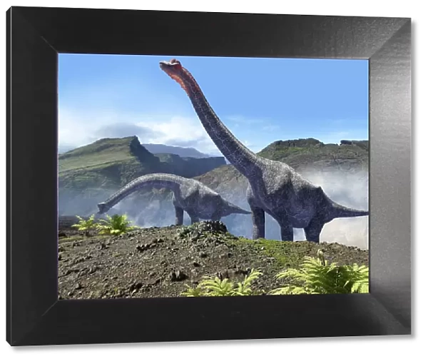 Artwork of a pair of brachiosaurus