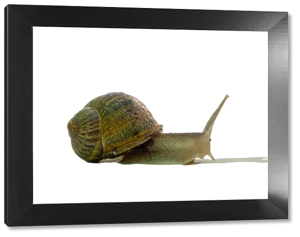 bover snail native to the Balearic Islands with white background