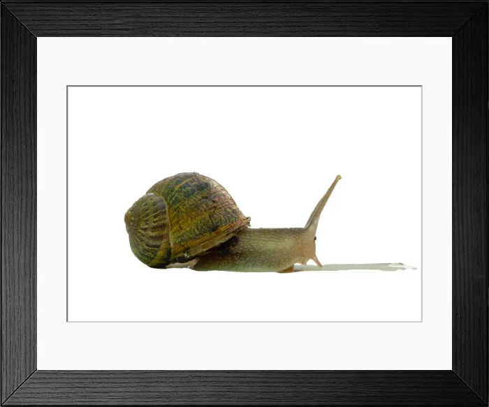 Framed Print : bover snail native to the Balearic Islands with white background Framed Print : bover snail native to the Balearic Islands with white background