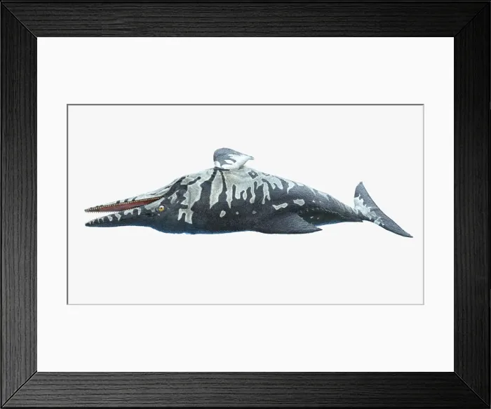 Framed Print : Ichthyosaurus, illustration Framed Print : Ichthyosaurus, illustration