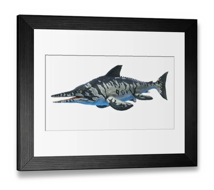 Framed Print : Ichthyosaurus, illustration Framed Print : Ichthyosaurus, illustration