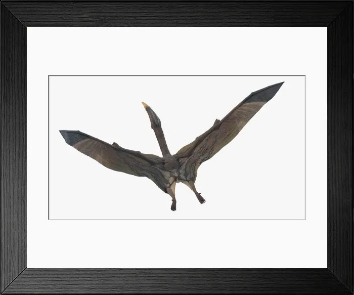 Framed Print : Hatzegopteryx, illustration Framed Print : Hatzegopteryx, illustration