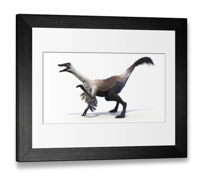 Framed Print : Gallimimus, illustration Framed Print : Gallimimus, illustration