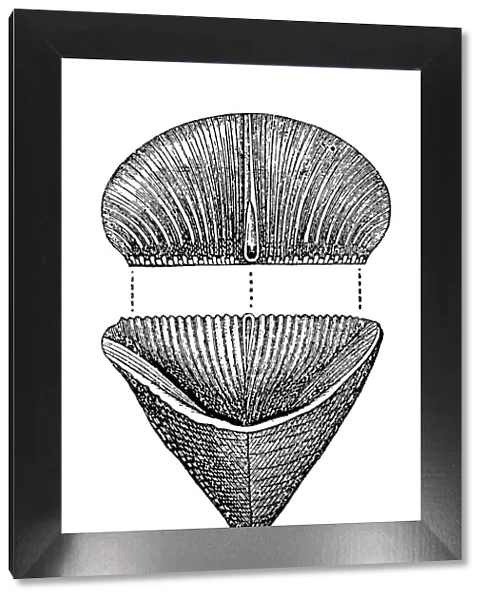 Calceola sandalina (coral polyp), Fossils from the Paleozoic Era