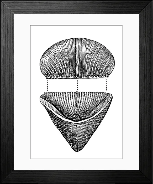 Framed Print : Calceola sandalina (coral polyp), Fossils from the Paleozoic Era Framed Print : Calceola sandalina (coral polyp), Fossils from the Paleozoic Era