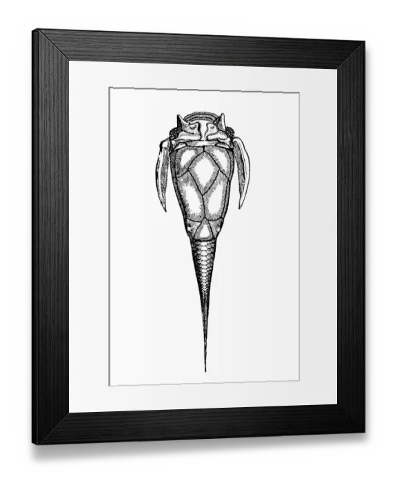 Framed Print : Fossils from the Paleozoic Era, Asterolepis (Pterichthys) cornuta (fish)