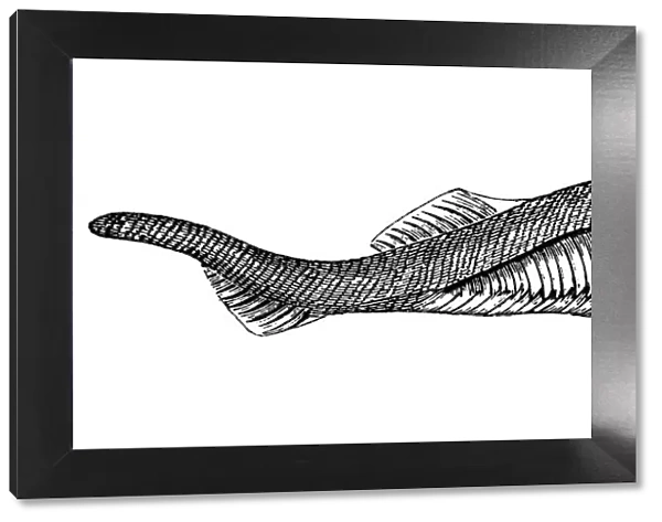 Fossils from the Paleozoic Era, Eucephalaspis Lyelli (fish)