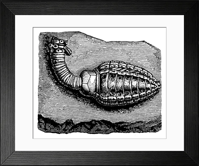 Framed Print : Cupressocrinus crassus (crinoid, sea lily), Fossils from the Paleozoic Era Framed Print : Cupressocrinus crassus (crinoid, sea lily), Fossils from the Paleozoic Era