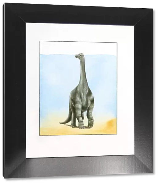 Illustration of large Barosaurus dinosaur walking underwater with top of head peeking above surface on long neck