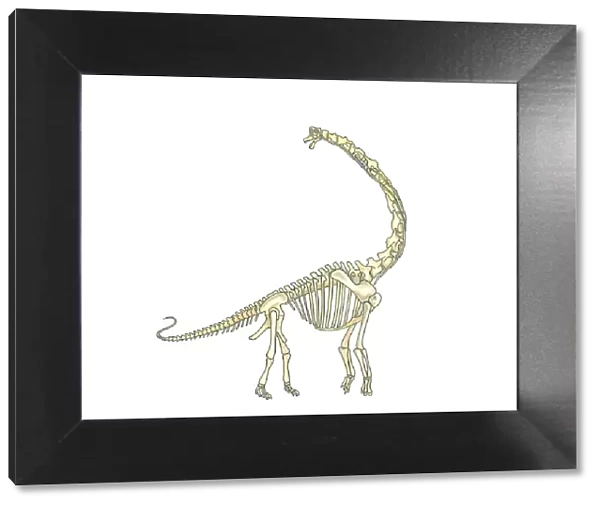 Illustration of skeleton of Brachiosaurus dinosaur
