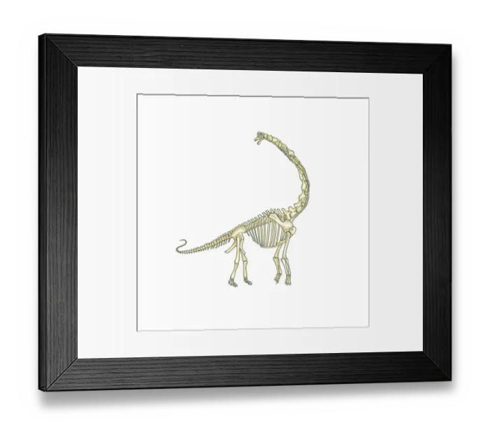Framed Print : Illustration of skeleton of Brachiosaurus dinosaur Framed Print : Illustration of skeleton of Brachiosaurus dinosaur