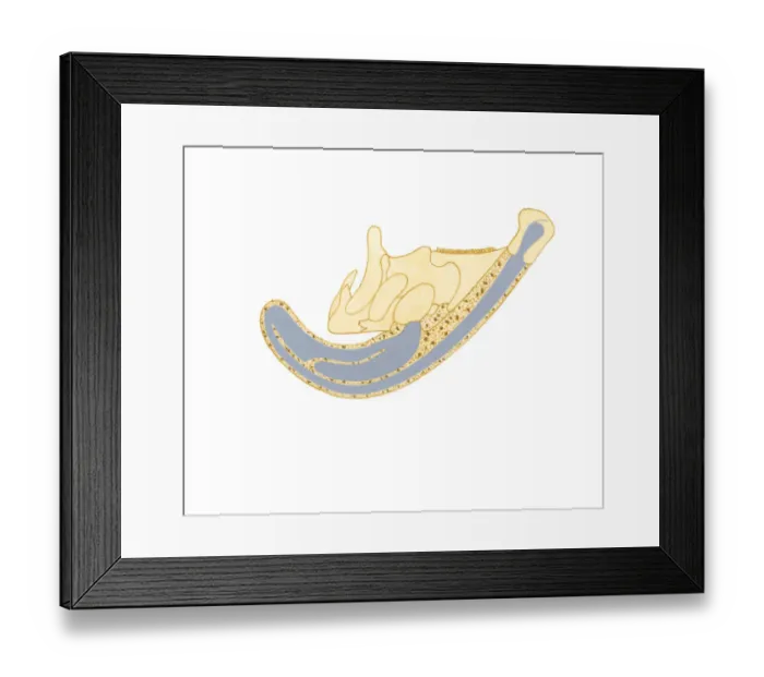 Framed Print : Illustration showing direction air passes through bony crest on top of Parasaurolophus skull Framed Print : Illustration showing direction air passes through bony crest on top of Parasaurolophus skull