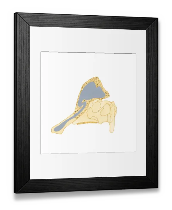 Framed Print : Illustration showing the direction air passes through bony crest on top of Corythosaurus skull Framed Print : Illustration showing the direction air passes through bony crest on top of Corythosaurus skull
