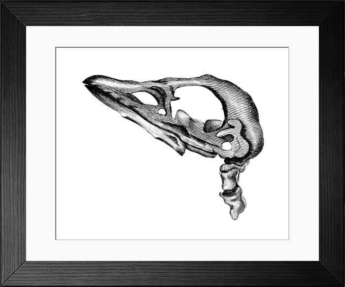 Framed Print : Brevirostris Skull Framed Print : Brevirostris Skull