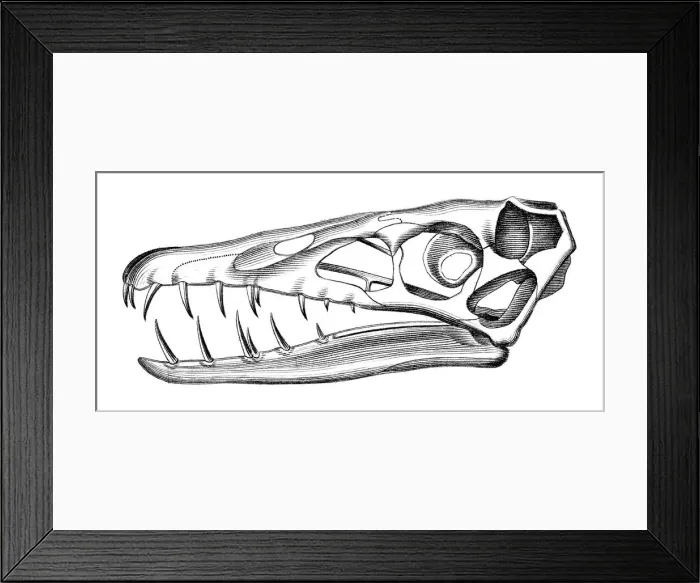 Framed Print : Scaphognathus Skull Framed Print : Scaphognathus Skull