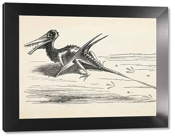 Engraving of extinct dinosaur Rhamphorhynchus 1872