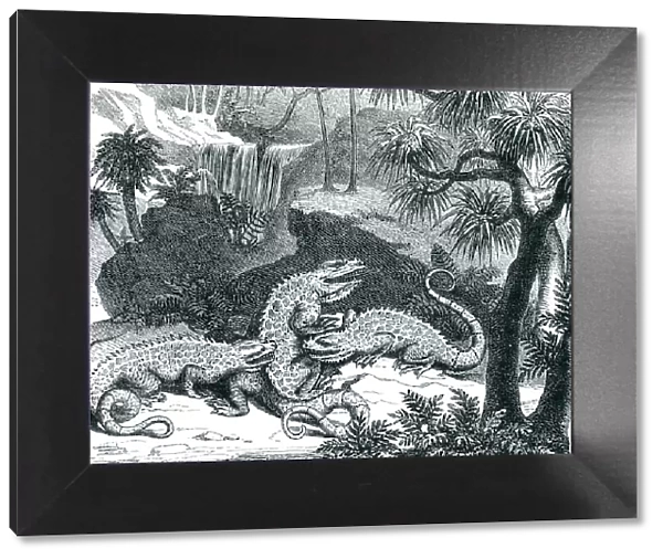 Engraving of dinosaur iguanodon fighting 1872