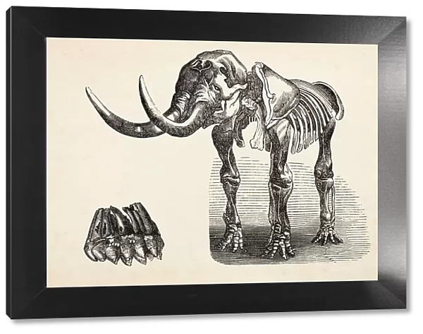 Engraving of extinct elephant mastodon from 1872